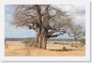 18TarangirePMGameDrive - 05 * Tarangire has a huge number of Baoba trees.